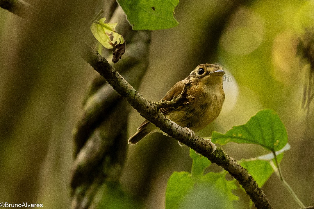 White-throated Spadebill - ML646528551