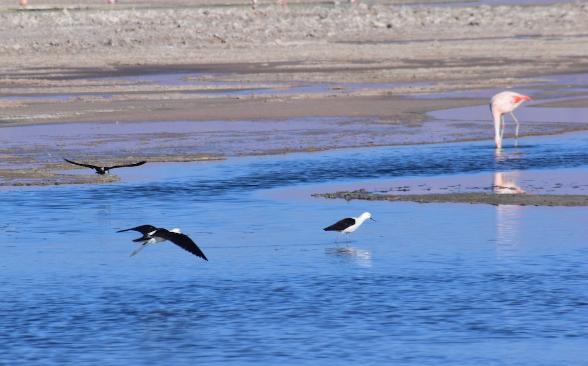 Abozeta buruzuria - ML646528552