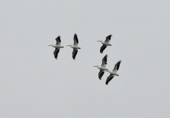 Пеликан-носорог - ML646528554