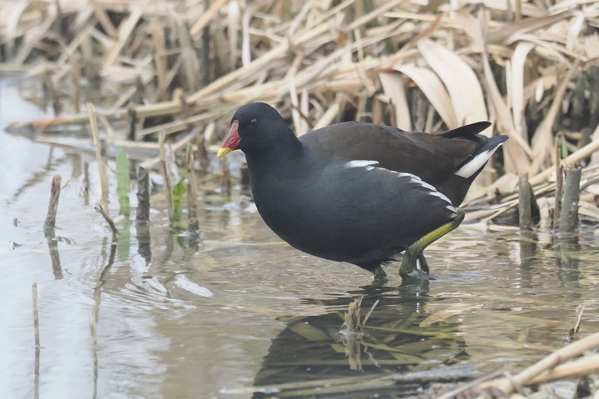 Uroilo arrunta - ML646528555