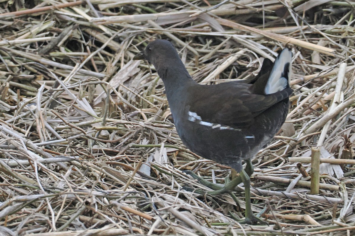 Uroilo arrunta - ML646528556