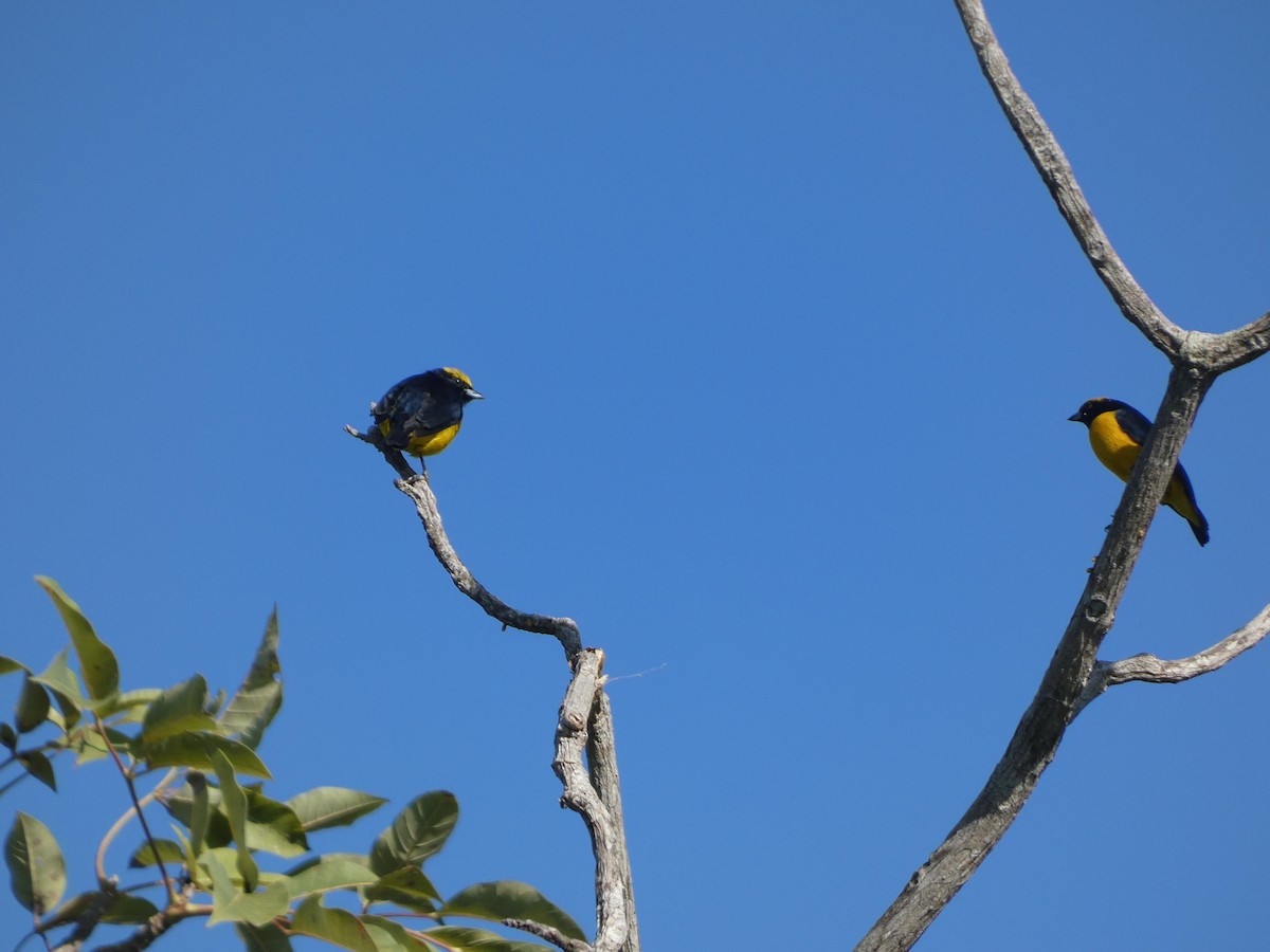 Yellow-crowned Euphonia - ML646528557
