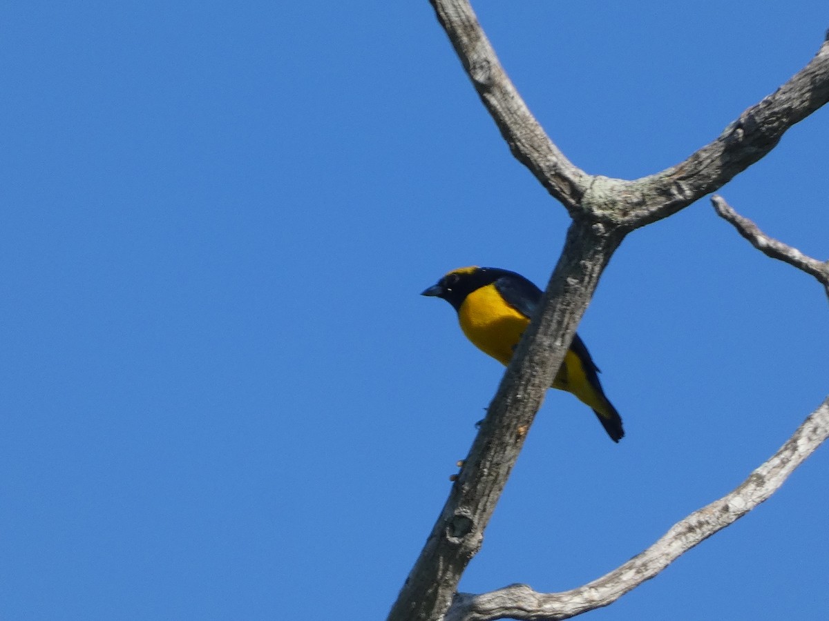 Yellow-crowned Euphonia - ML646528558