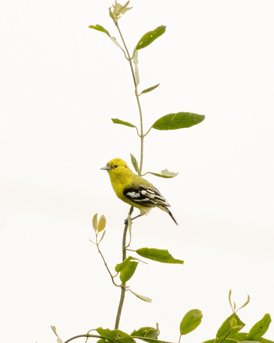 White-tailed Iora - ML646528562