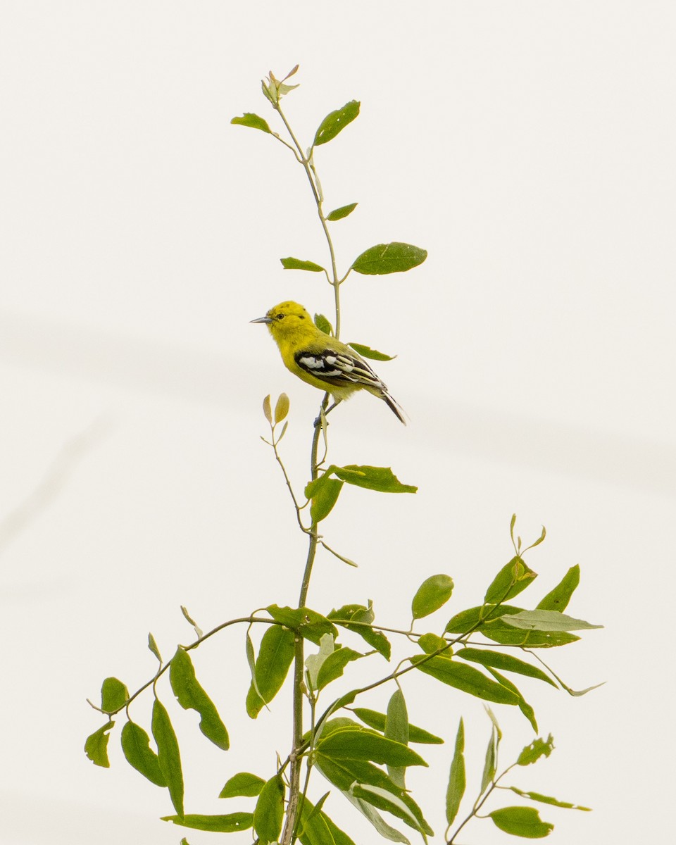 White-tailed Iora - ML646528563