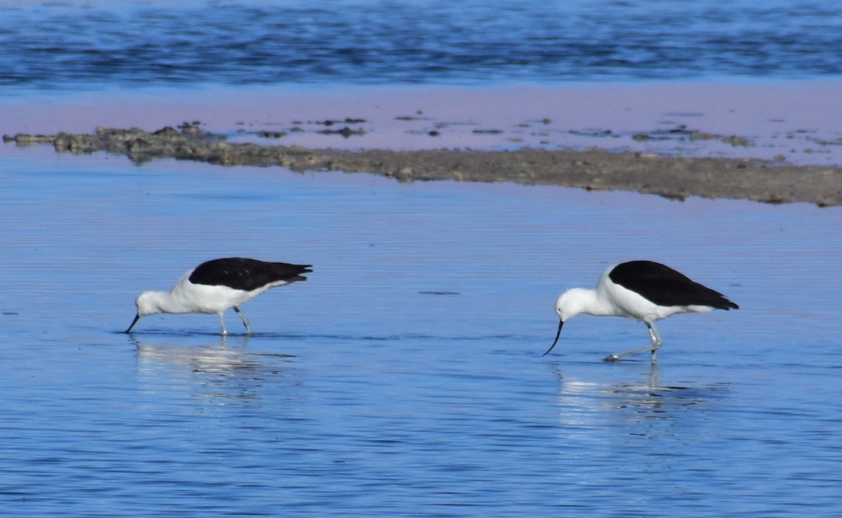 Abozeta buruzuria - ML646528564