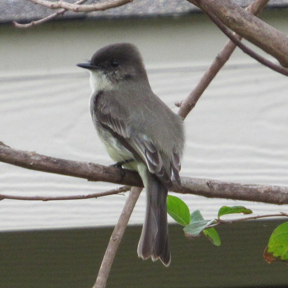 Eastern Phoebe - ML646528566