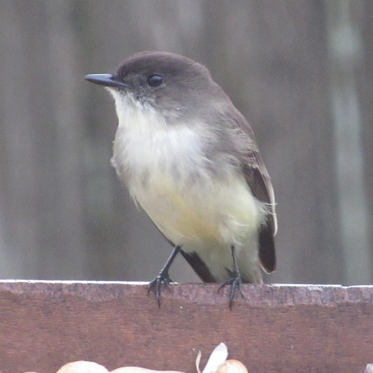 Eastern Phoebe - ML646528567