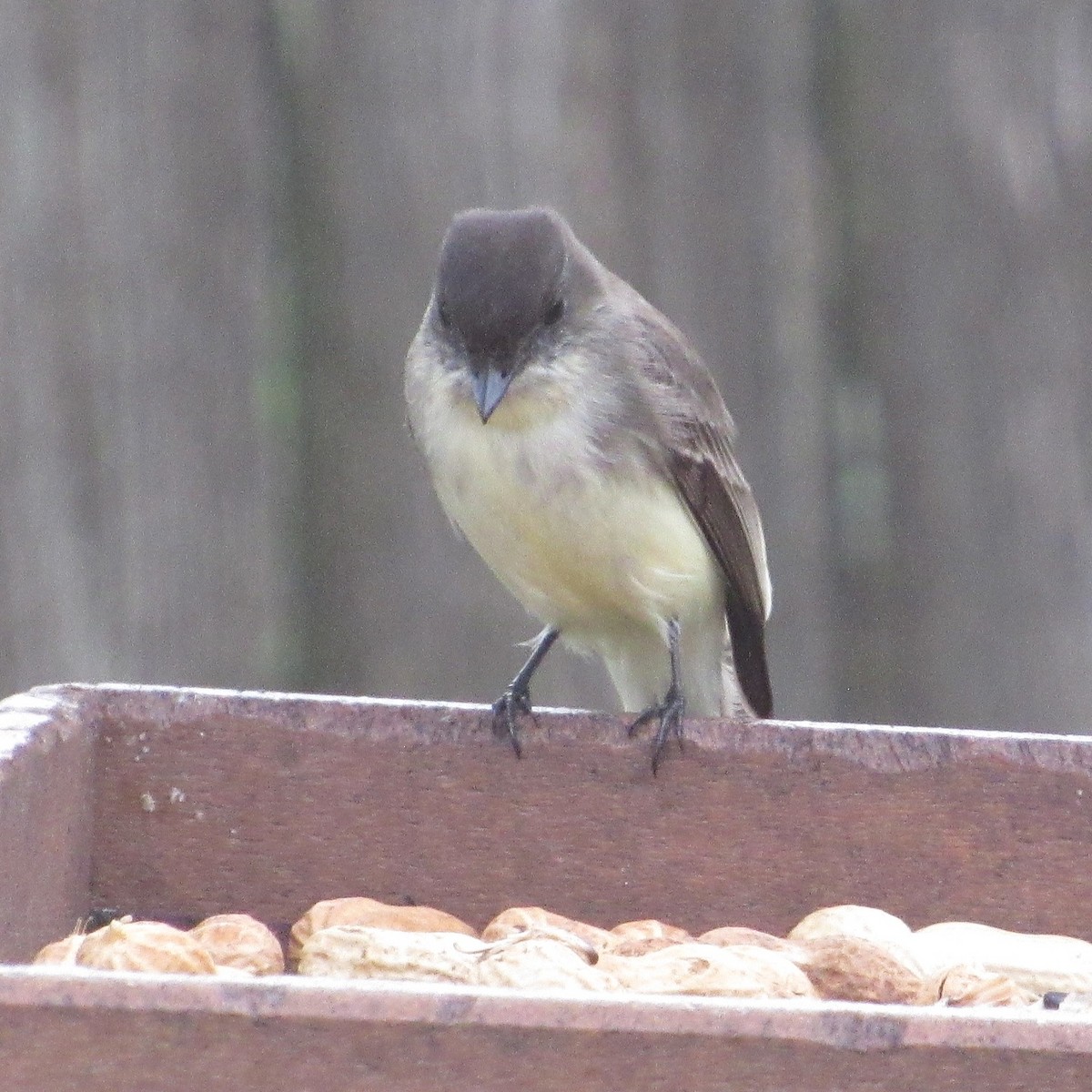 Eastern Phoebe - ML646528568
