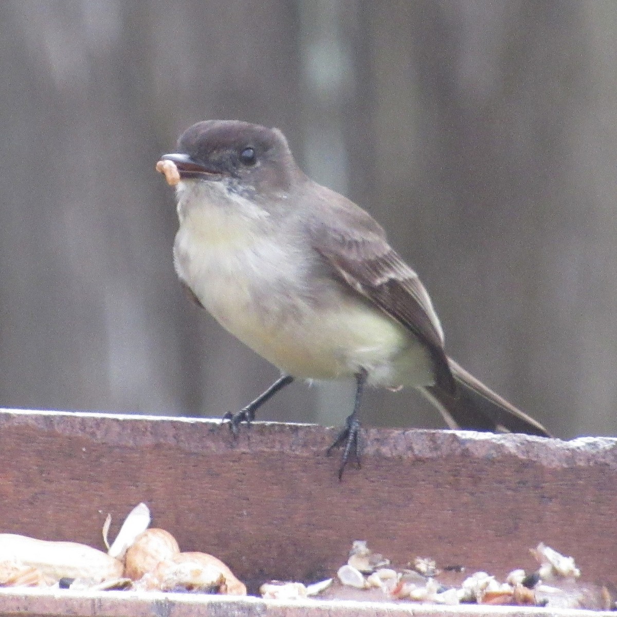 Eastern Phoebe - ML646528569