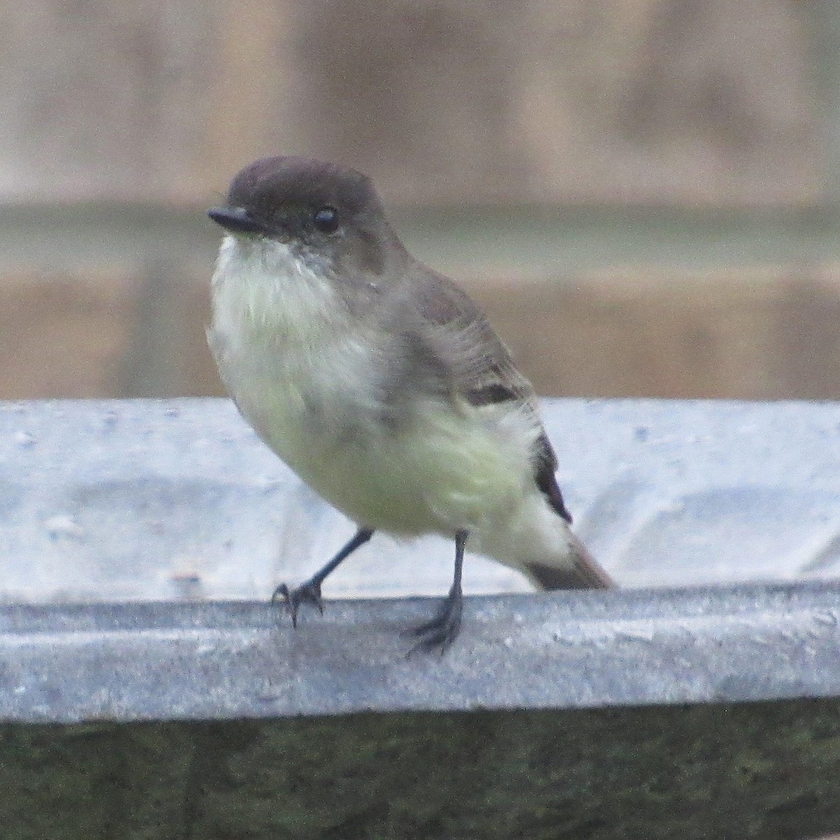 Eastern Phoebe - ML646528570