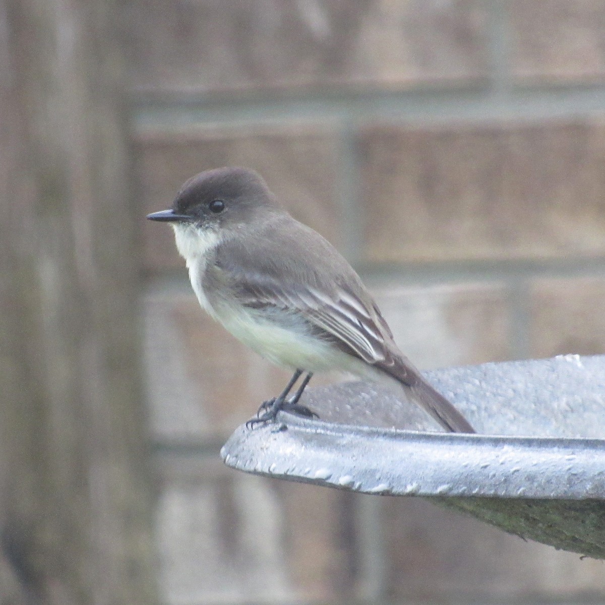 Eastern Phoebe - ML646528571
