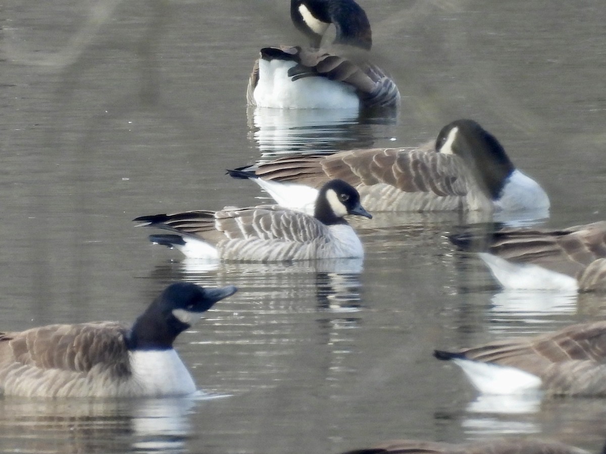 Cackling Goose - ML646528572