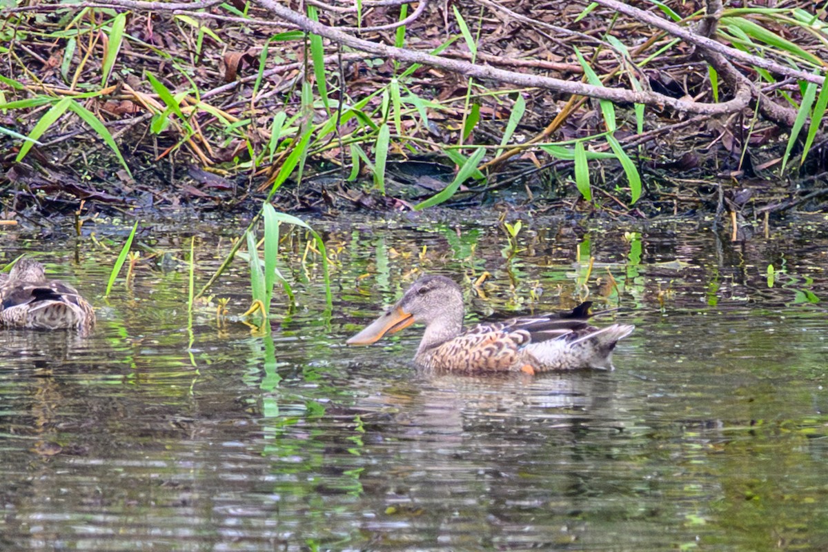 Ahate mokozabal zuria - ML646528573