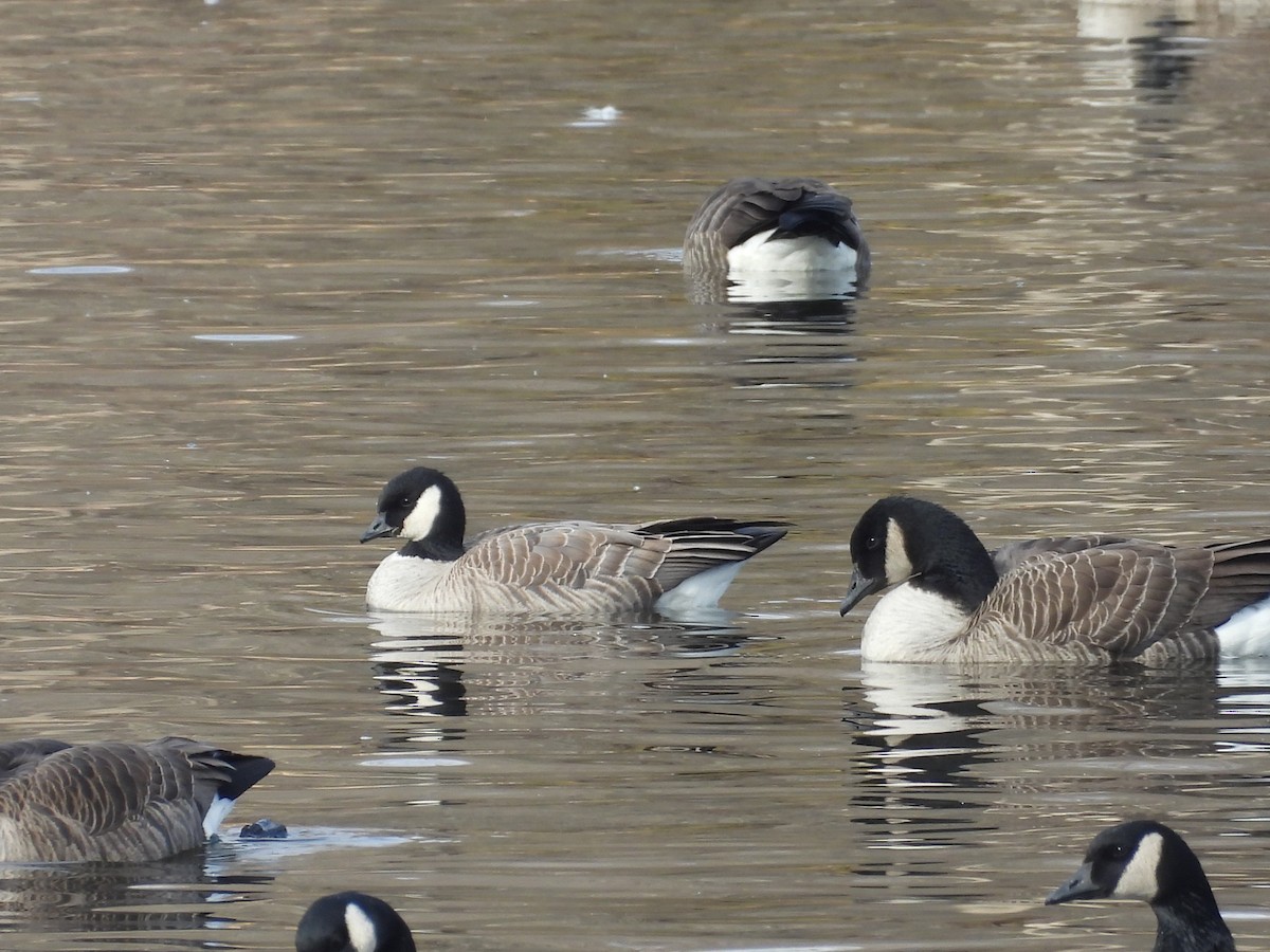 Cackling Goose - ML646528574