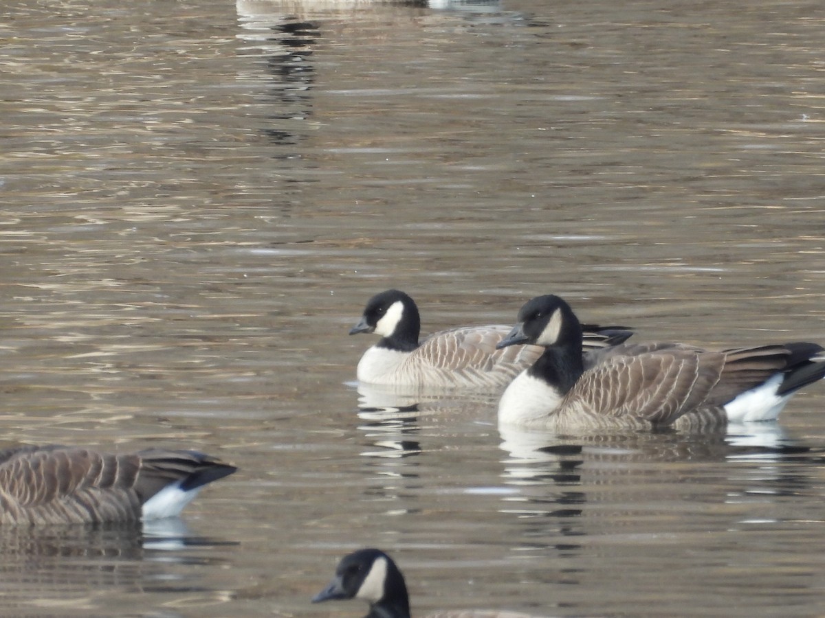 Cackling Goose - ML646528575