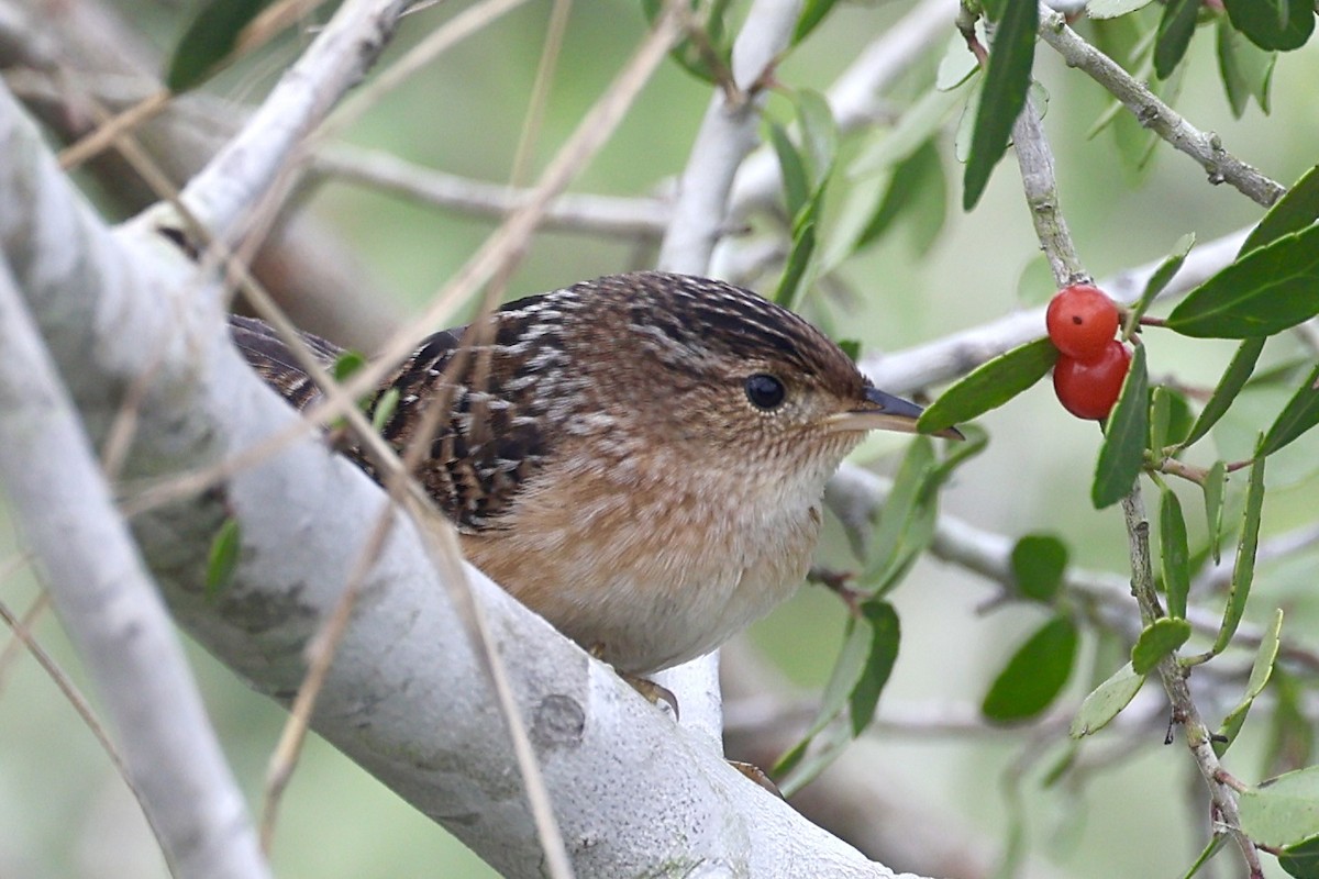 Sedge Wren - ML646528576