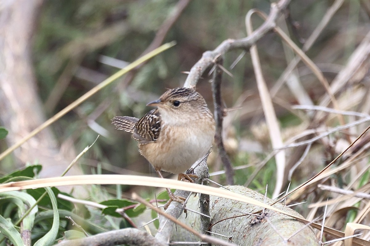 Sedge Wren - ML646528577