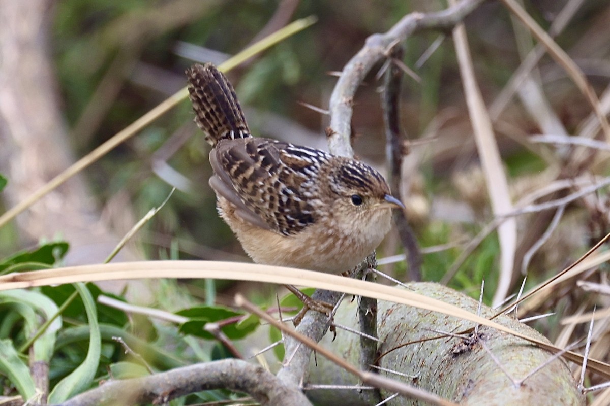 Sedge Wren - ML646528578