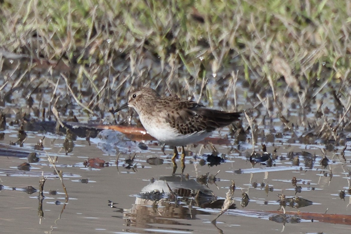 Txirri nanoa - ML646528579