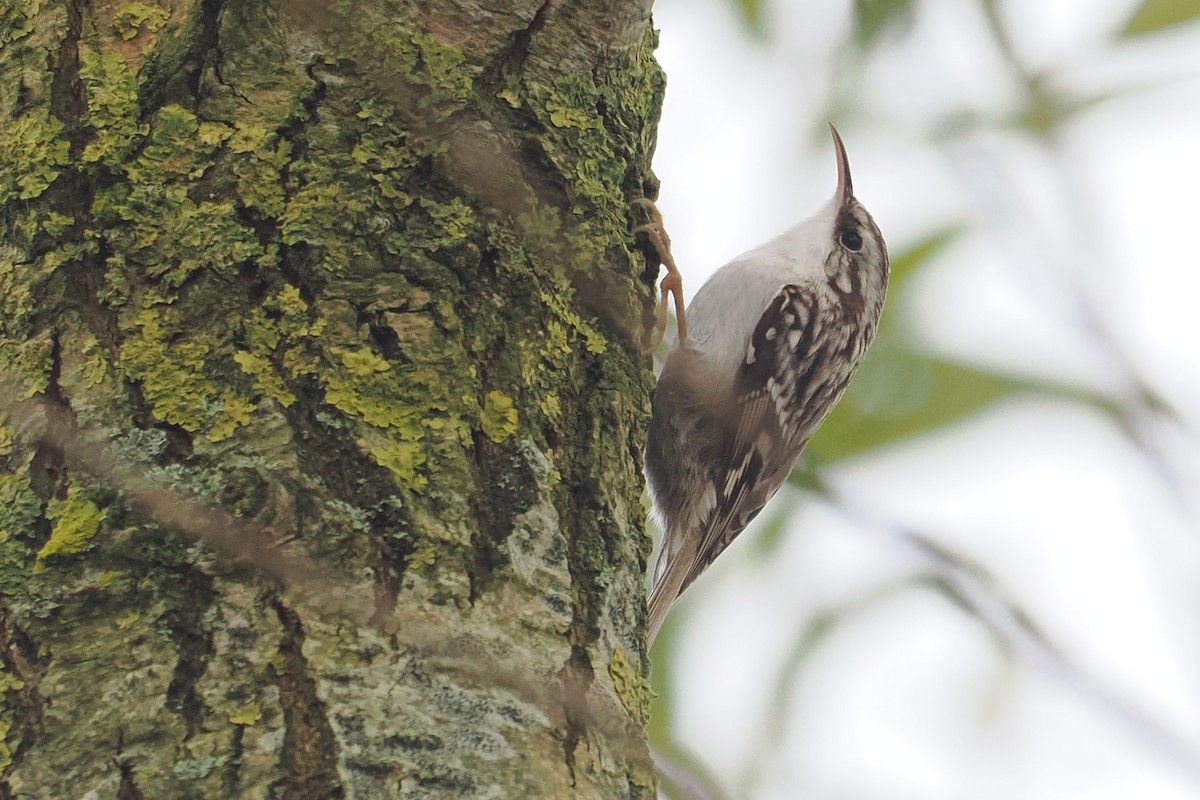 Short-toed Treecreeper - ML646528580