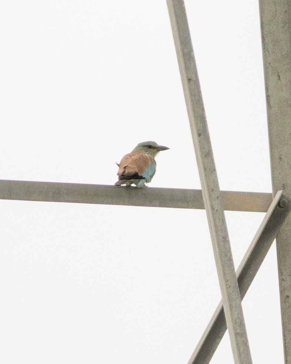 Karraka europarra - ML646528581