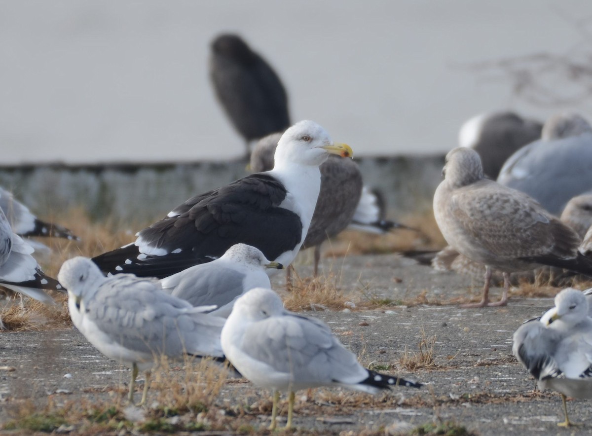 racek mořský - ML646528583