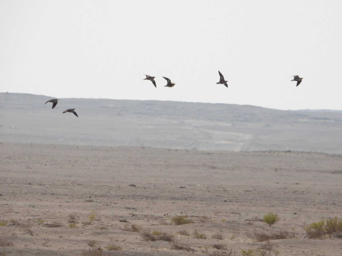 Chestnut-bellied Sandgrouse - ML646528584