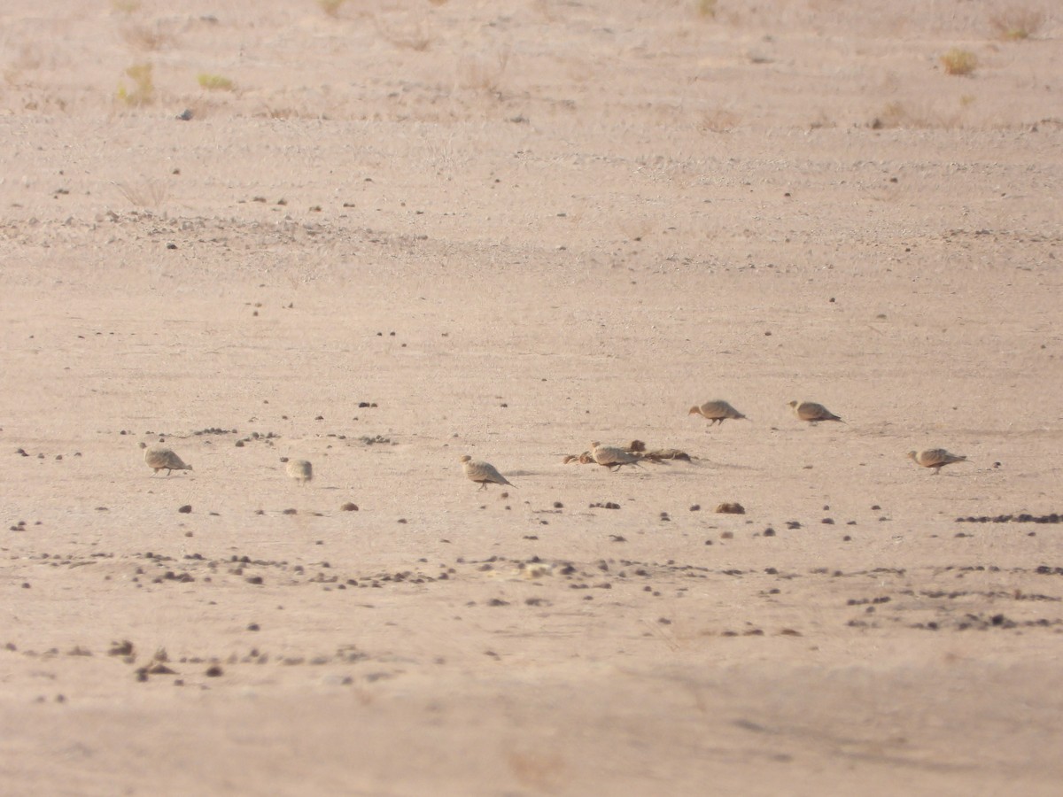 Chestnut-bellied Sandgrouse - ML646528585