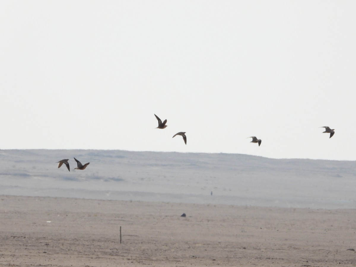 Chestnut-bellied Sandgrouse - ML646528586