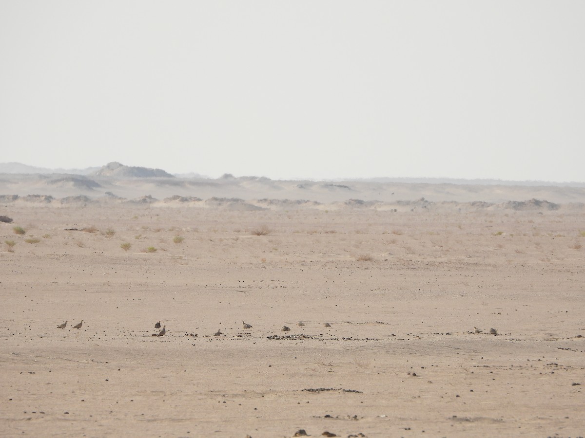 Chestnut-bellied Sandgrouse - ML646528587
