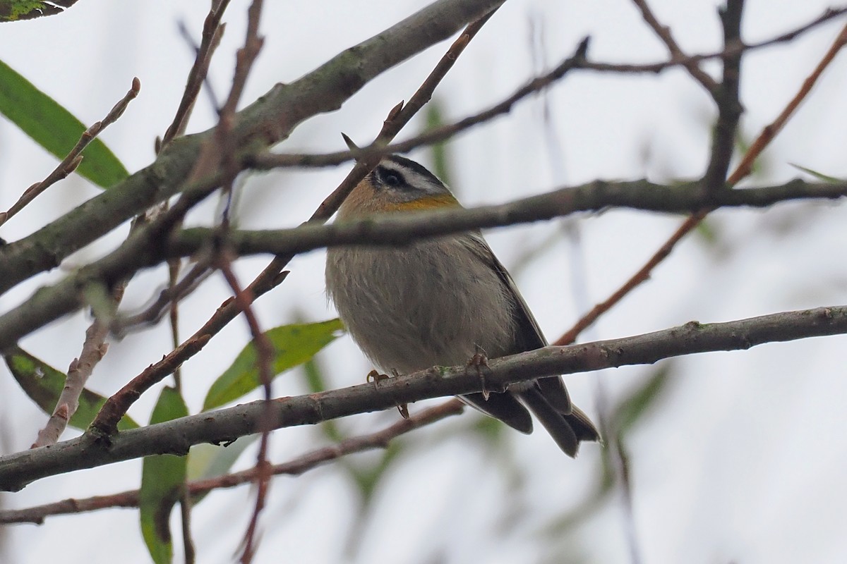 Common Firecrest - ML646528589