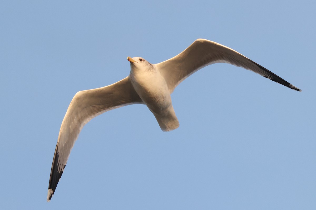California Gull - ML646528590