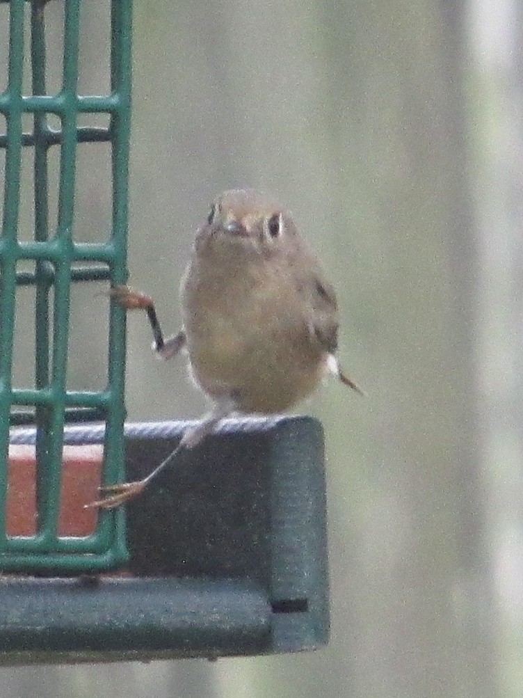 Золотомушка рубіновочуба - ML646528597