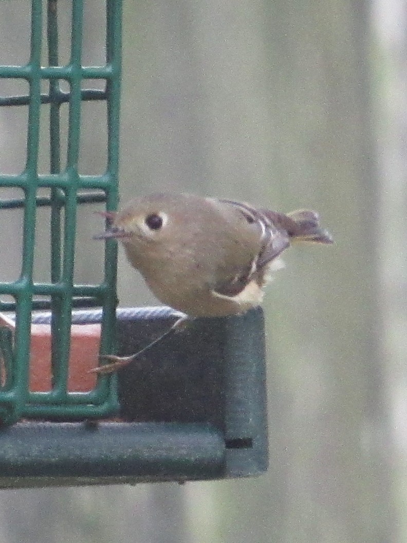 Золотомушка рубіновочуба - ML646528598