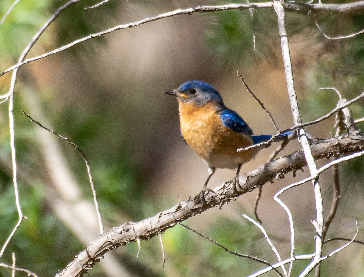 Eastern Bluebird - ML646528604