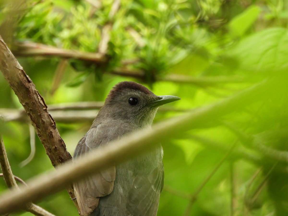 Gray Catbird - ML646528605