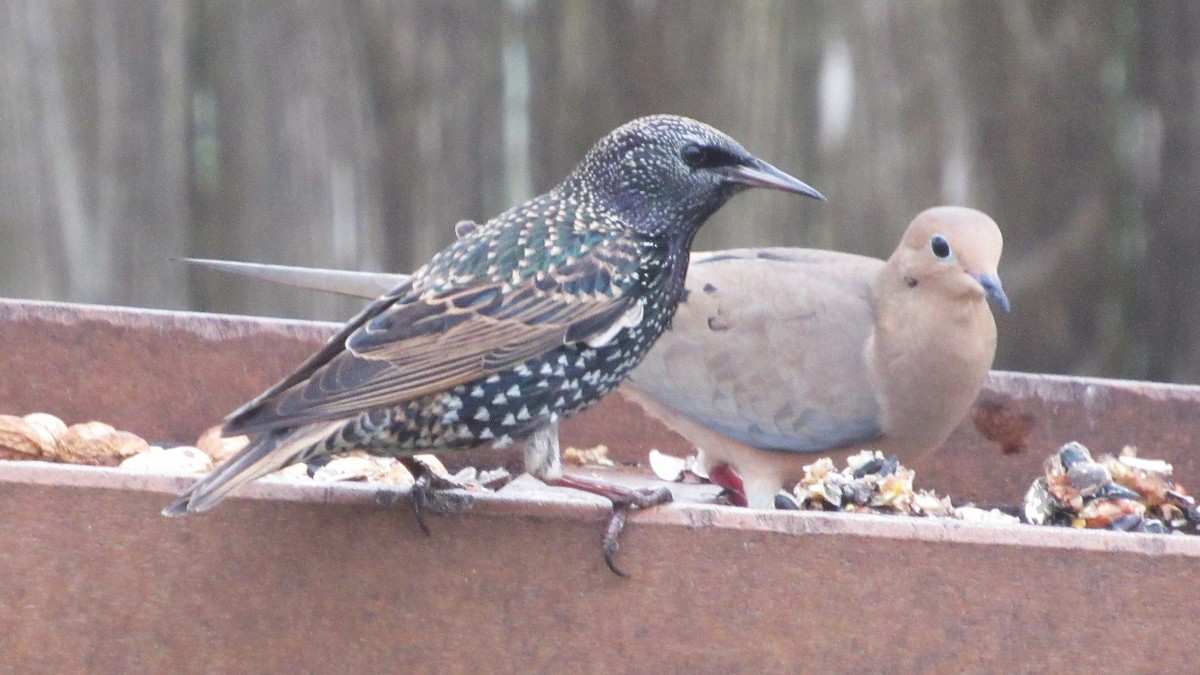 Шпак звичайний - ML646528609