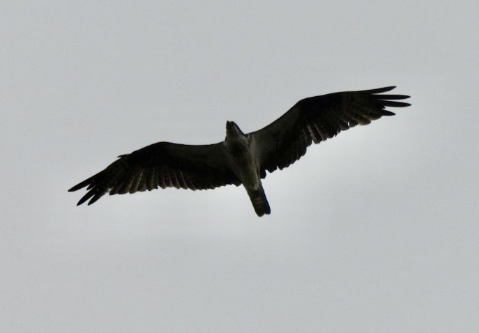 Скопа - ML646528621