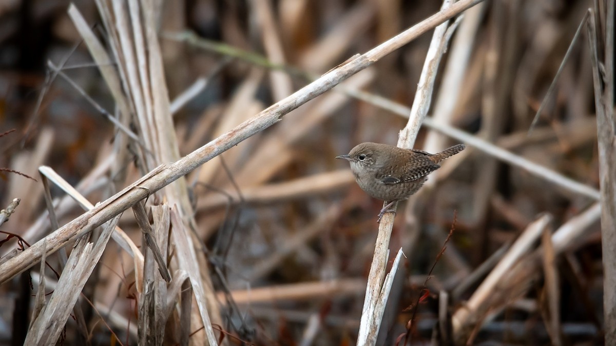 Northern House Wren - ML646528622