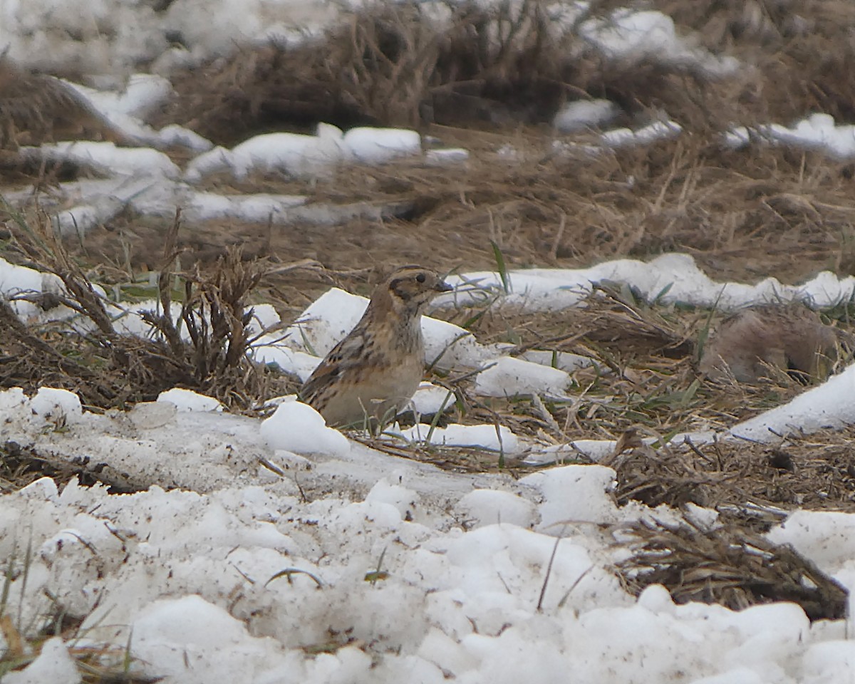 lappspurv - ML646528623