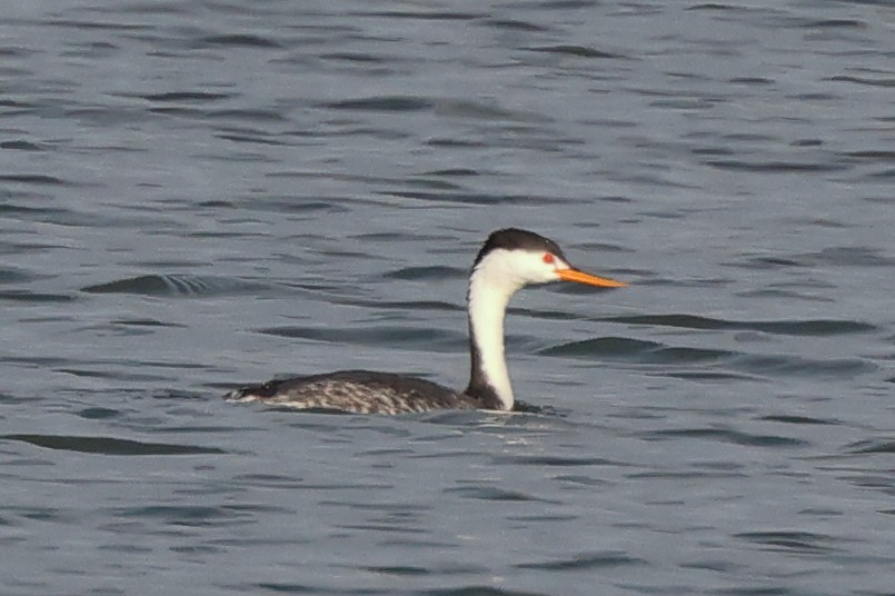 Clark's Grebe - ML646528626