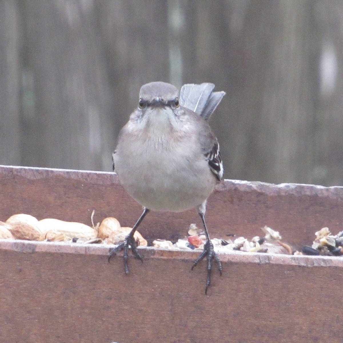 Пересмішник багатоголосий - ML646528629