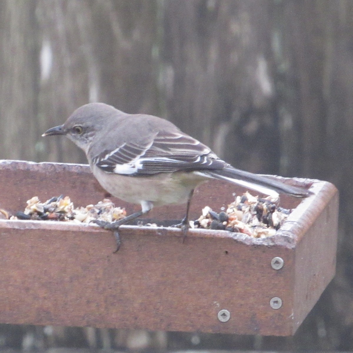 Пересмішник багатоголосий - ML646528630
