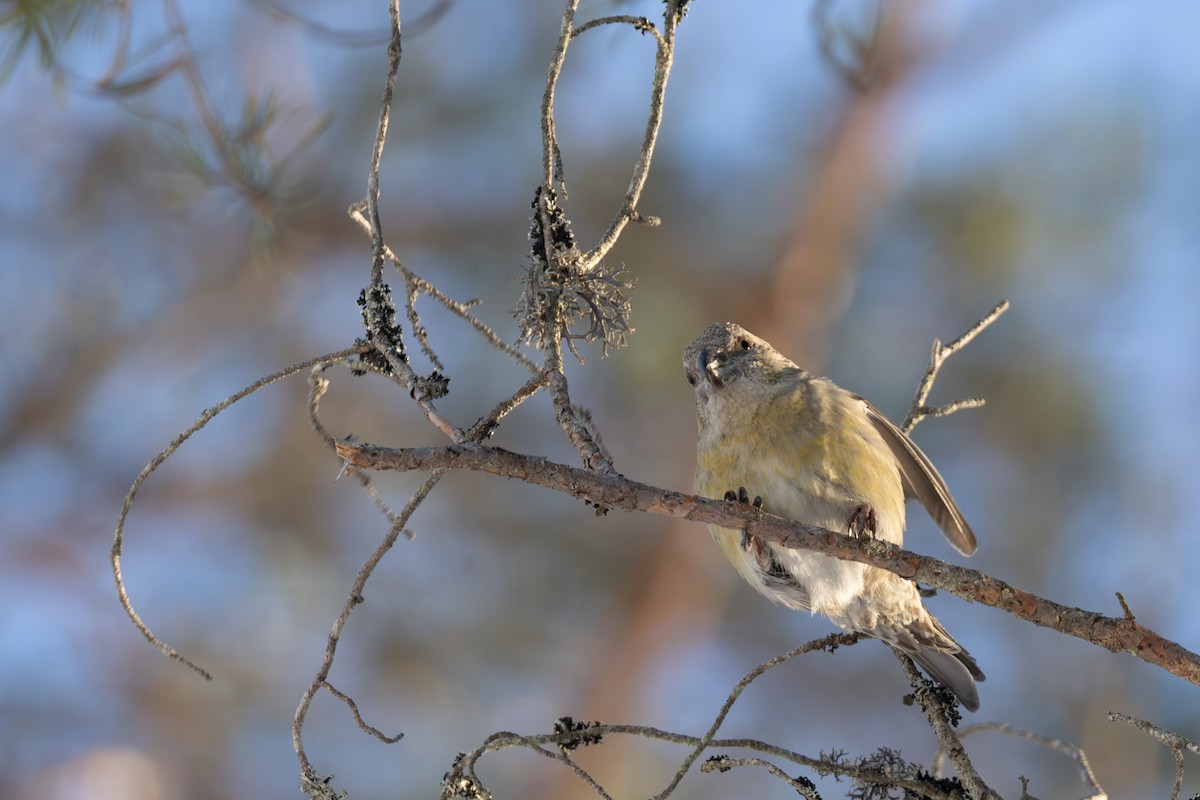 Parrot Crossbill - ML646528631