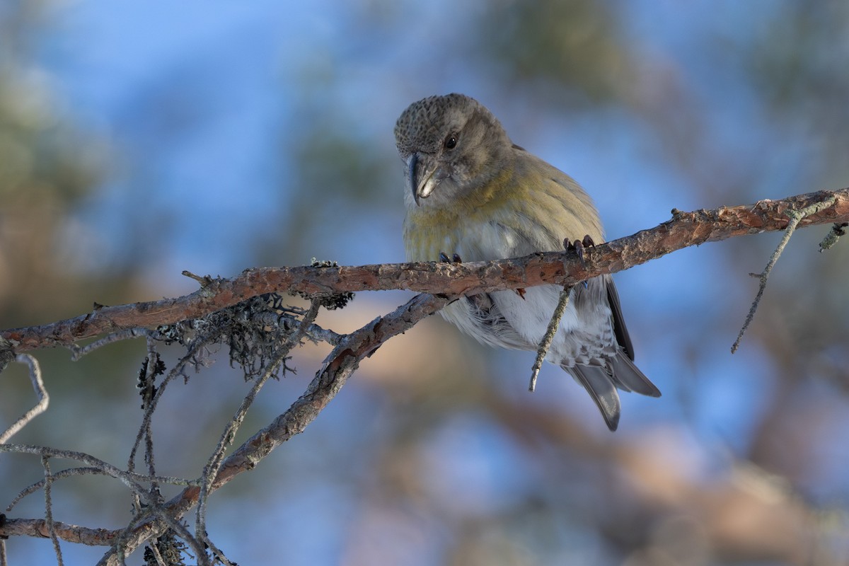 Parrot Crossbill - ML646528632