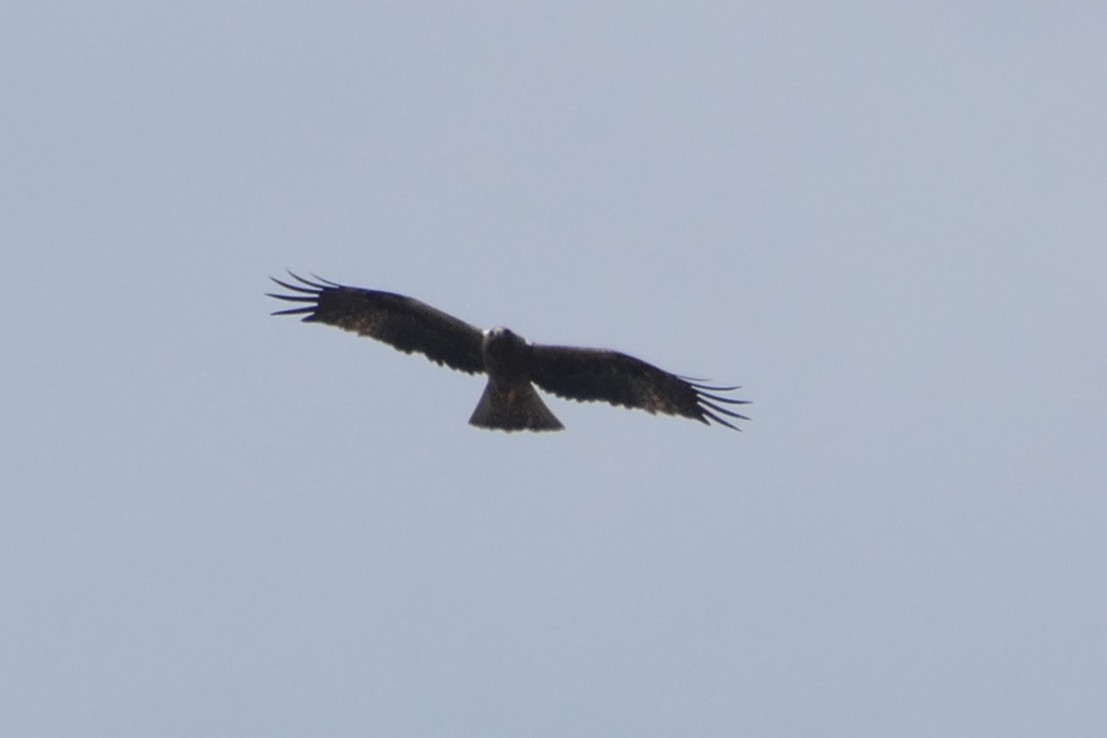 Бахим бүргэд - ML646528635