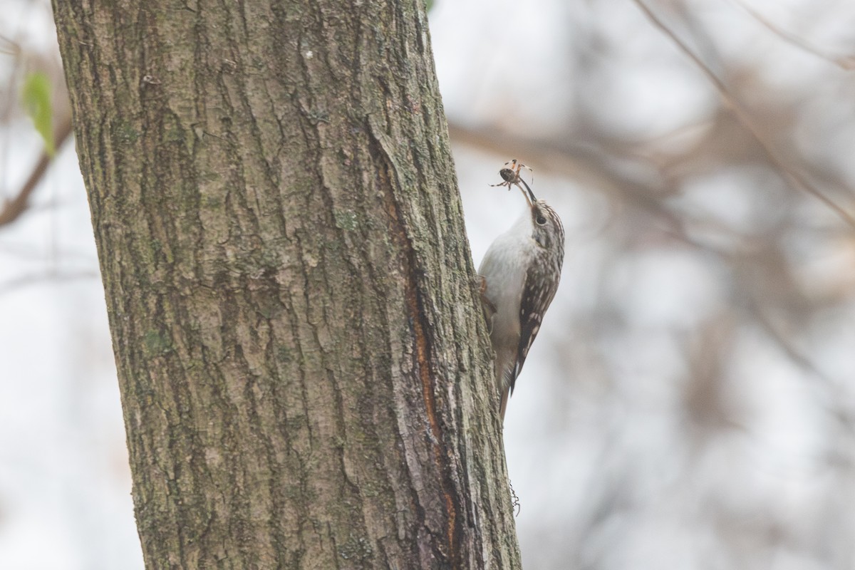 Agateador Americano - ML646528637