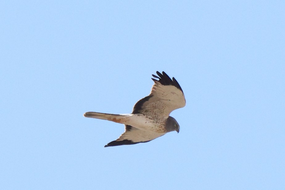 Northern Harrier - ML646528638