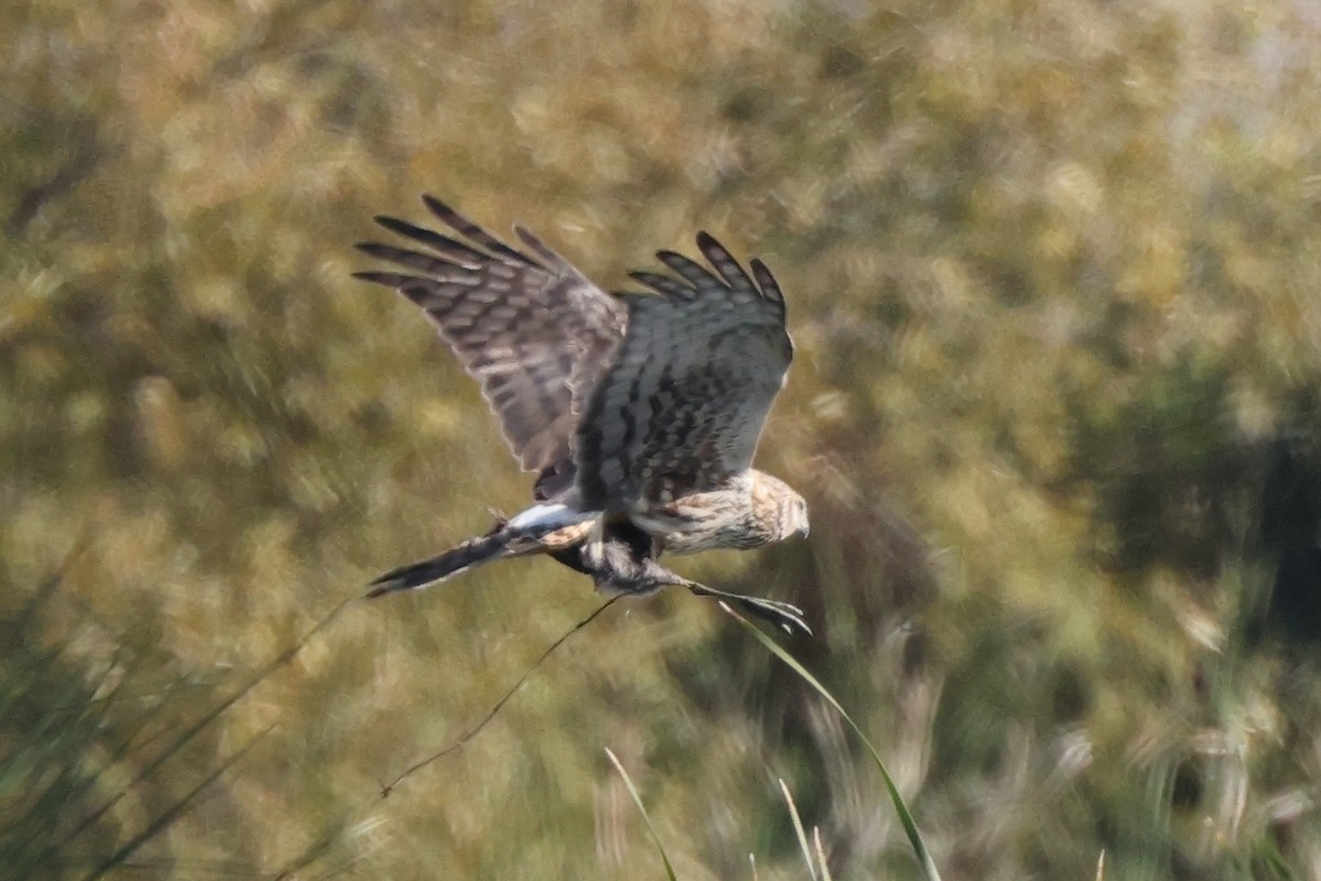 Northern Harrier - ML646528639